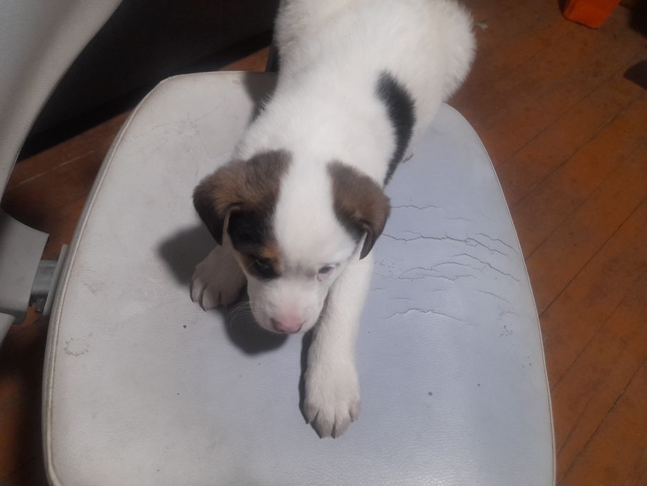 Щенки надежной породы