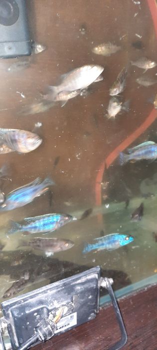 Алунакара баликклар