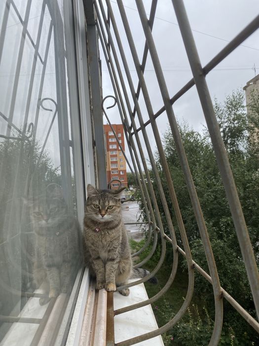 отдаем кошку в добрые руки