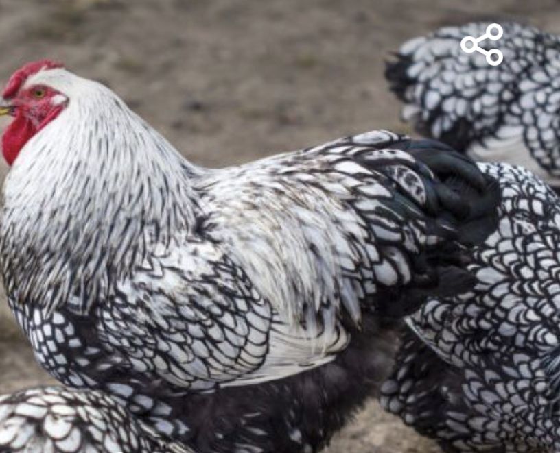 Oua incubator gaini rase mari originale