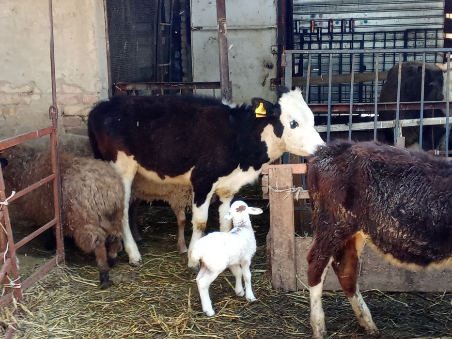 Телята 8- месяцев