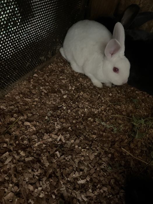 Disponibili Iepurași Rex pitic și Holland Lop ( berbec pitic)