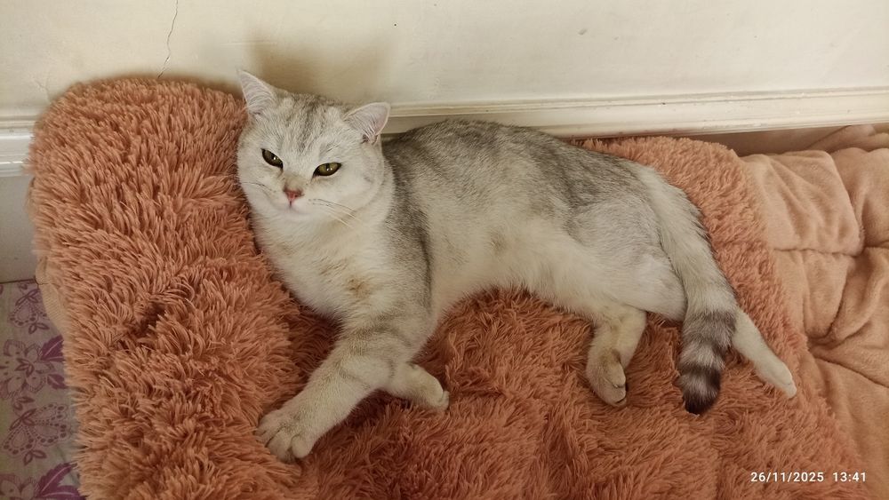 Британский шиншилла страйт 11 ойлик