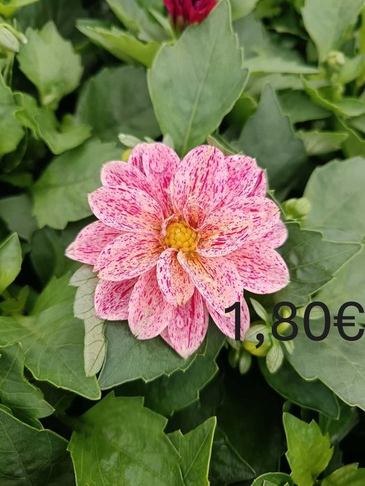 Цветя на Едро и Дребно!Градински център "Далия" гр.Садово.