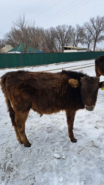 Продам Корову и бычок
