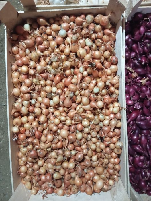 Arpagica galbenă și roșie,  de vânzare. 17 lei kg , usturoi 25 lei kg