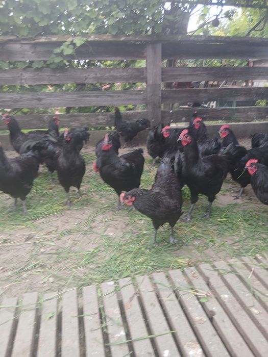 Cocosi australorp  varsta 5 luni și 12 zile