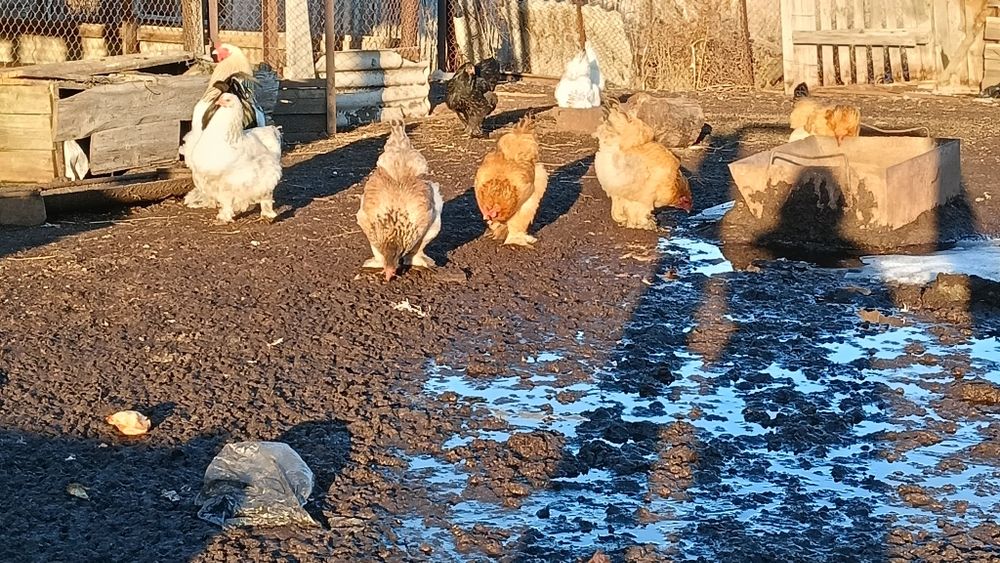 Инкубационные яйца Брама