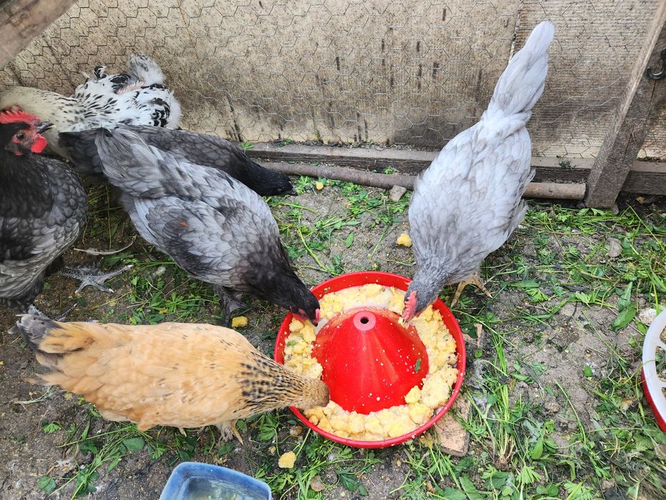 Ouă pentru incubat Australorp albastru și negru, Sussex  si alte rase