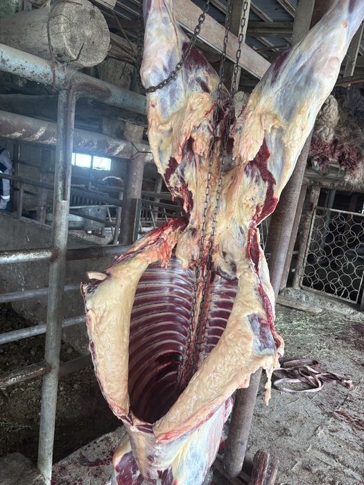 Байталдар сатылады кунажын