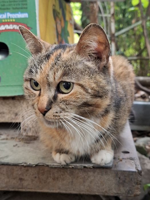 Котята и мама кошка ищет дом!