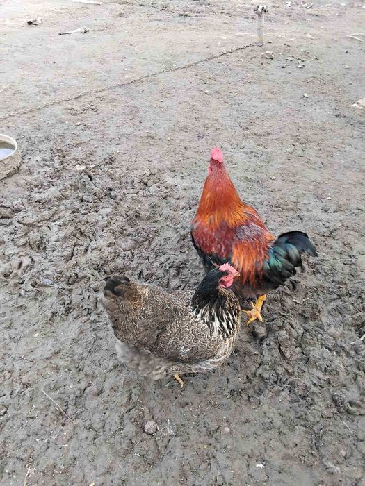 Продавам катунски кокошки, яйца и пилета на различна възраст