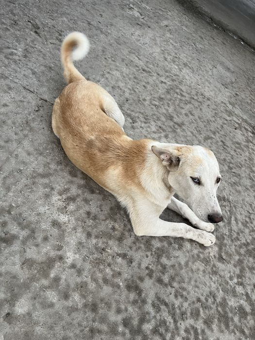 Продам щенков помесь с хаски