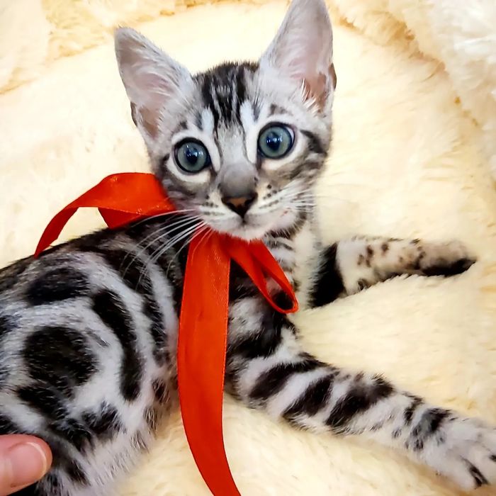 Серебряный Бенгальский Котик