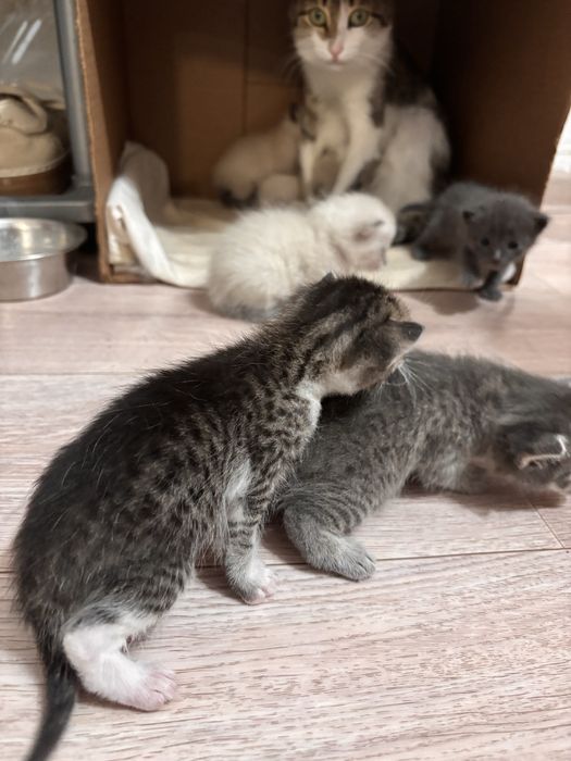 Котенок 3 девочек 3 мальчика