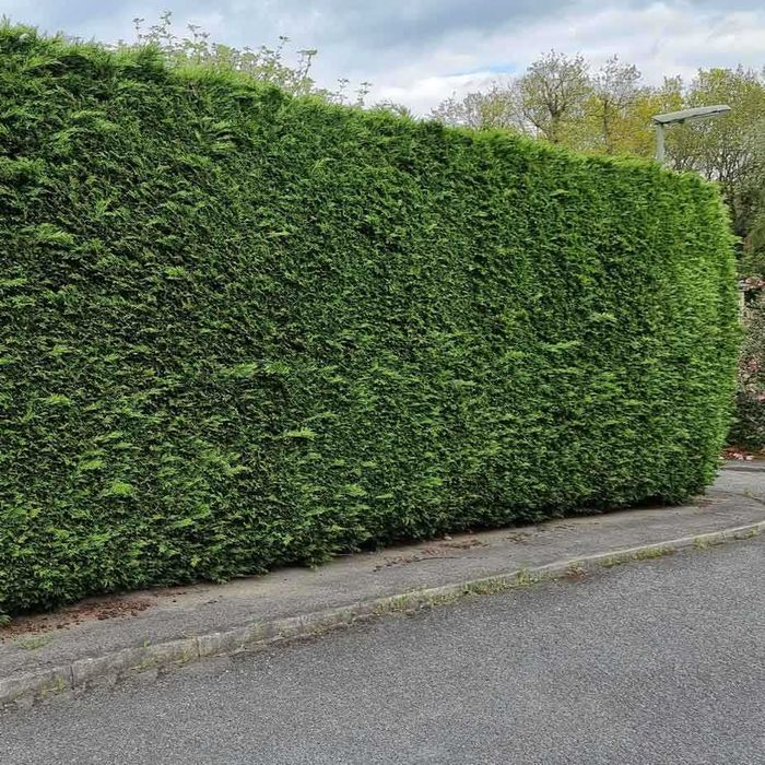 Leylandii 100 cm ghiveci 2l