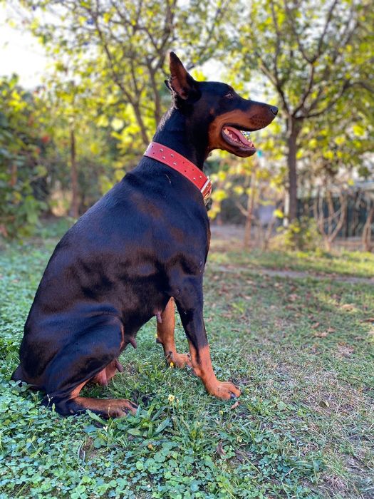Cățeluș Doberman