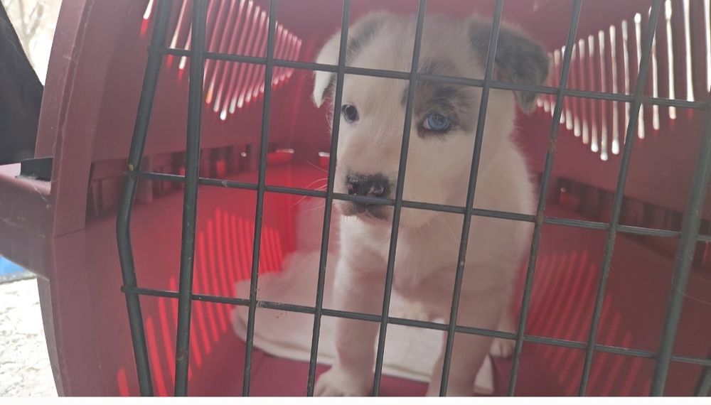 Отдам щенка в добрые руки