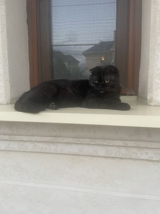 Отдам кошку в хорошие руки