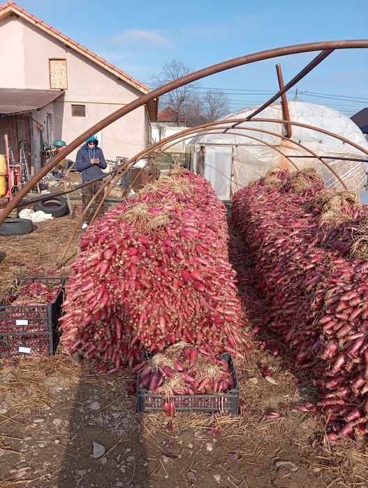 Ceapa de apa, de Buzau