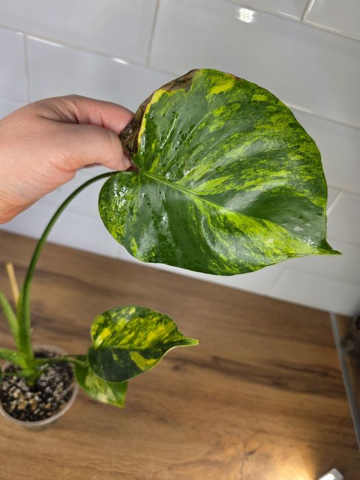 Монстера Мэрилин (Monstera Yellow Marilyn)