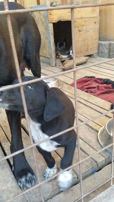 Собака - верный друг