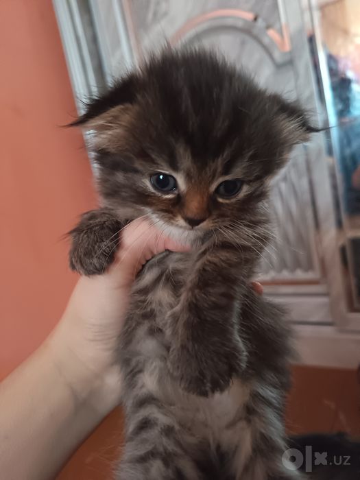 Продаются котята