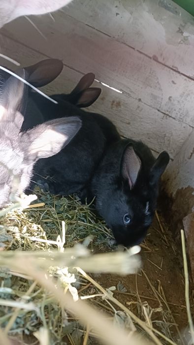 Iepuri metis uriaș german 4 luni