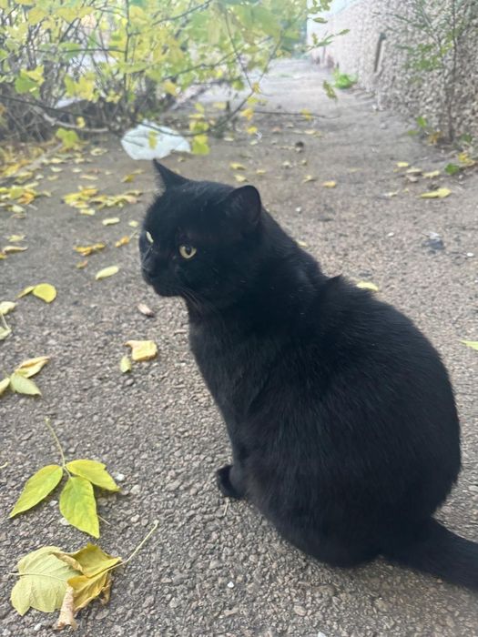 Срочно ищем дом котику