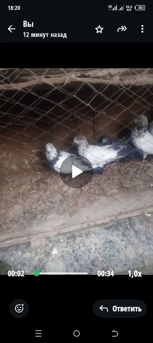 Голуби высоколётные пакистан иран разные