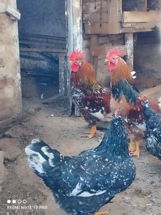 Оплодени/разплодни яйца от Шведска цветна  кокошка