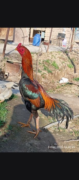 Даканг хуроз сотилади