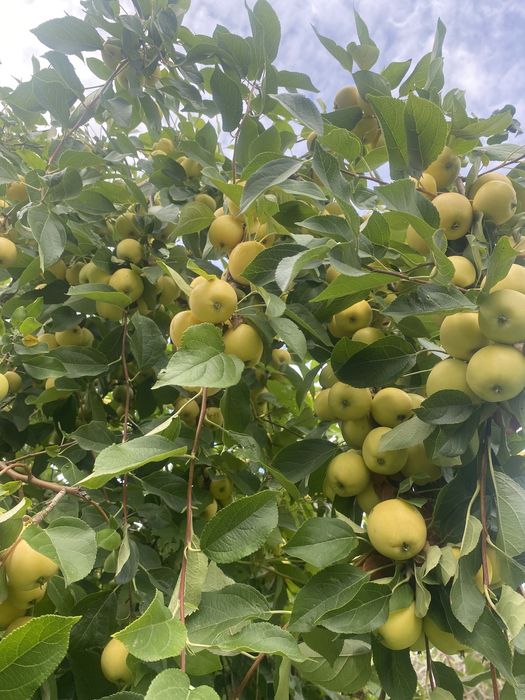 Продам дачу сад южный