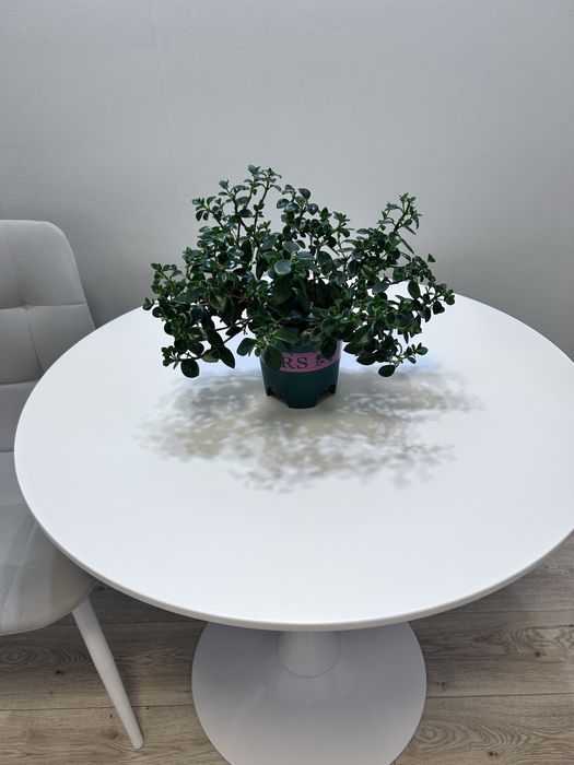 Растение немантус продам