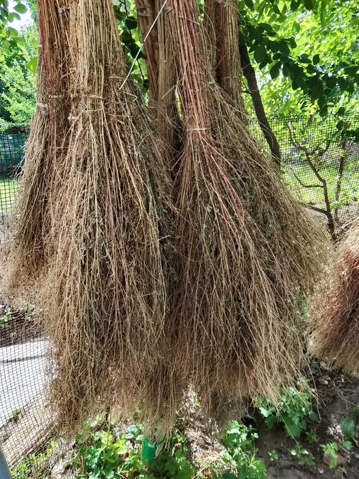 Срочно продам дворовые веники