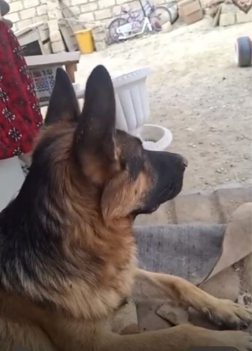 Продам щенков немецкой