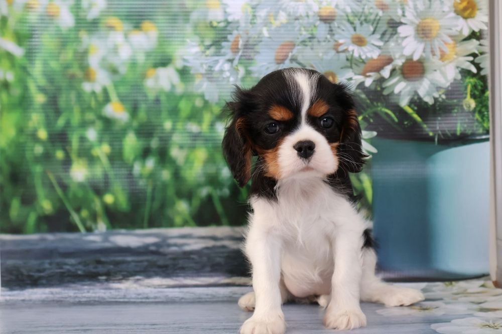 Кавалер кинг Чарльз спаниель девочка