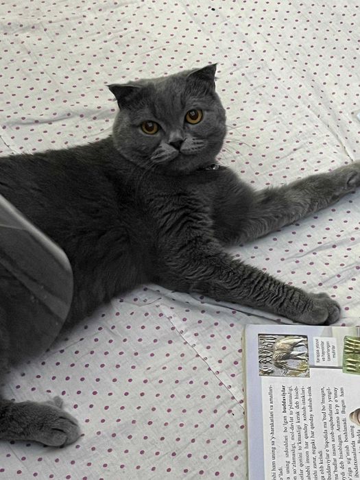 Кошка пароди скоттш фолд