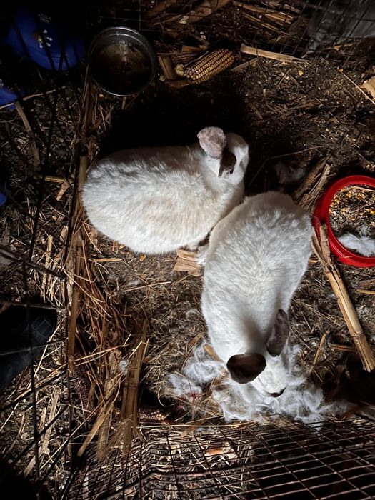 Vand iepuri diferite rase:belgieni, berbec german