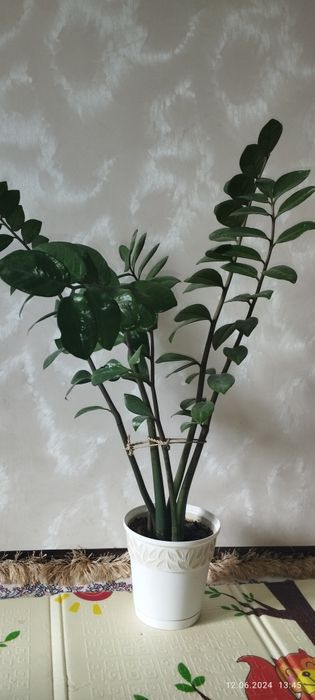 Доллоровое дерево