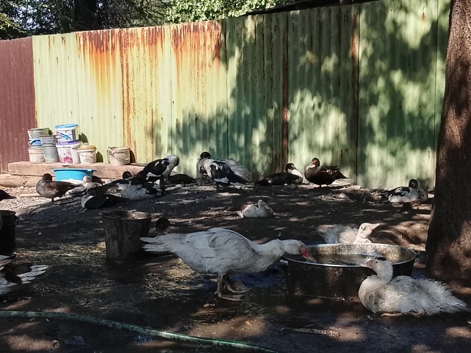 Индаутка селезень