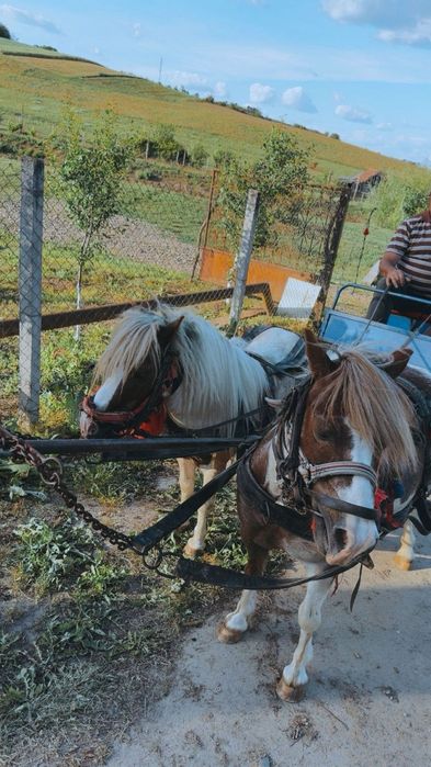 Ponei mascul talie mica