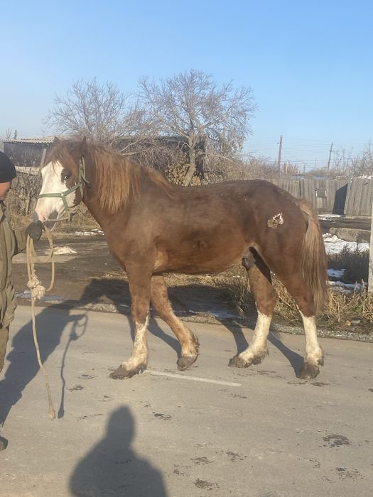 Продам жеребец 2.5