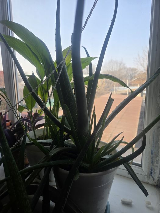 Алоэ вера (Aloe vera)