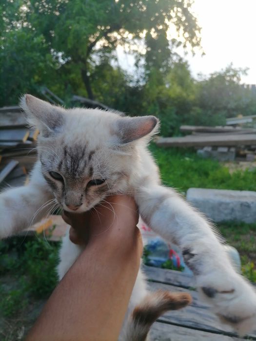 Кошки котята 4 котёнка