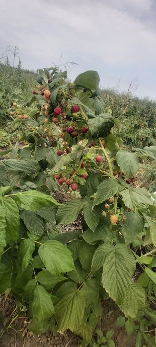 Малина сорт ПАЛАНА