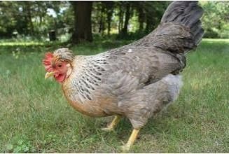 Легбар кремовый  куры молодки