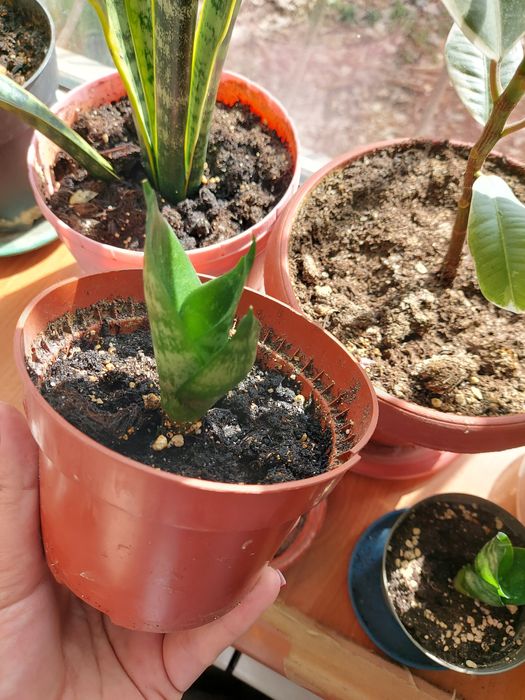 Детки сансивиерии ханни