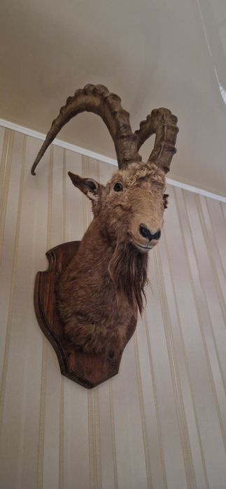 Чучело горного козла (архара)