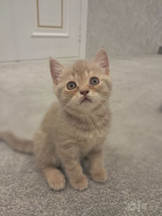 Шотландские котята — фолд и страйт